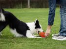 Squeaky Football Branch, Fetch and Play - Latex Rubber Dog Toy Balls, Play Chew Fetch Interactive Ball Puppies